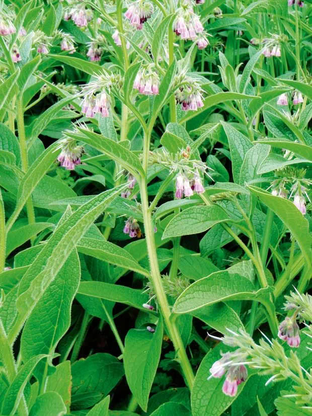 Comfrey is good bee fodder.