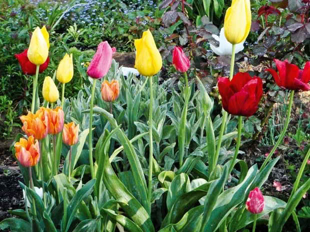 Tulips in the spring garden.