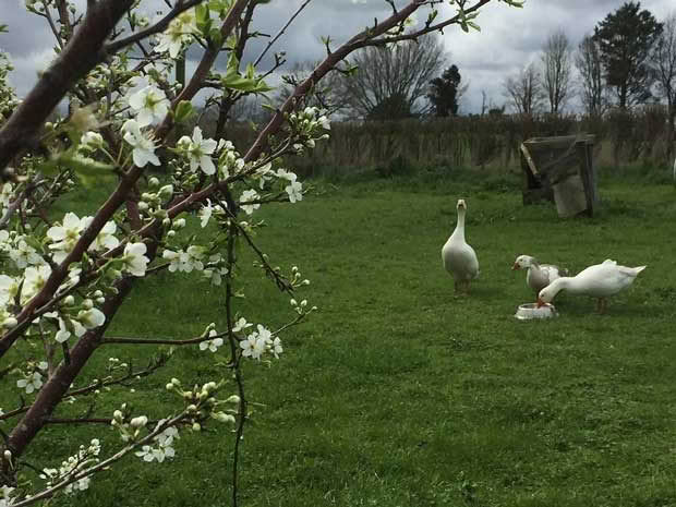 Blossoms on the Billington's Early plum tree.