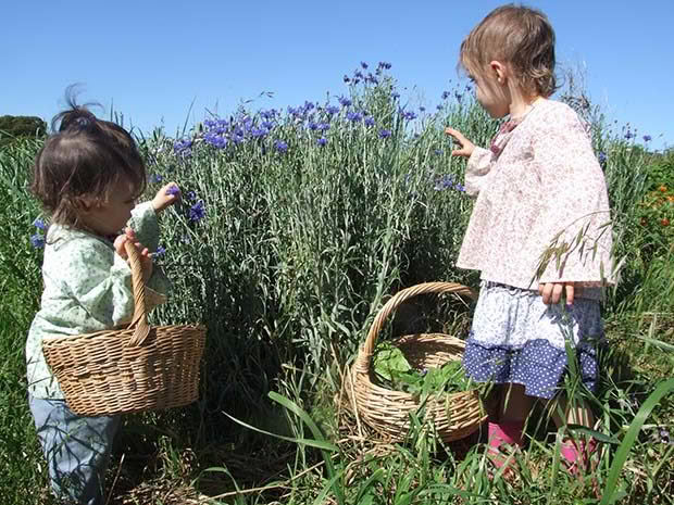 Eliza (left) and Anna pick cornflowers to go in their salad for dinner.