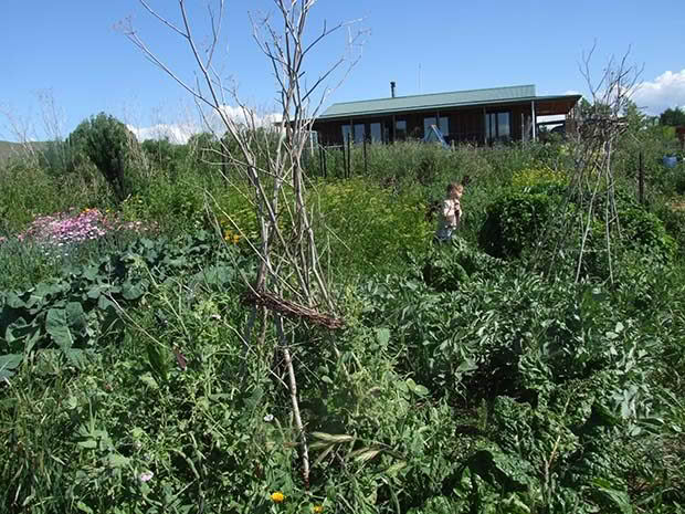 Anna in the family vegetable garden. In the foreground are teepees for the beans made out of fennel stalks and old grape vine prunings.