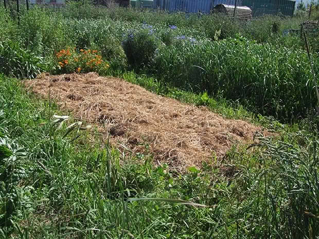 kahikateafarmnew-bed-prepd-for-planting