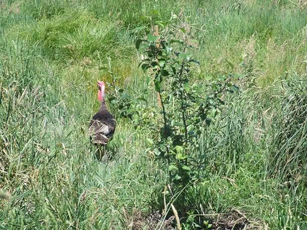 Wild turkeys assist by adding fertiliser.