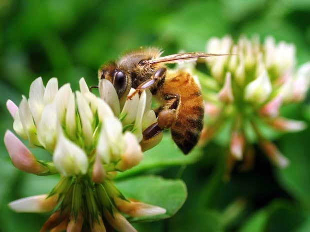 A bee foraging on clover.