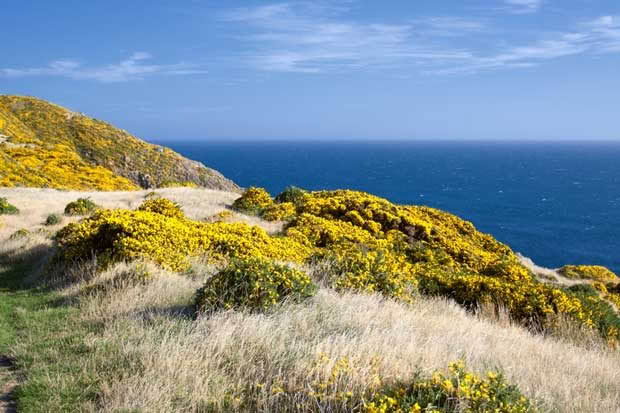 Gorse in New Zealand.