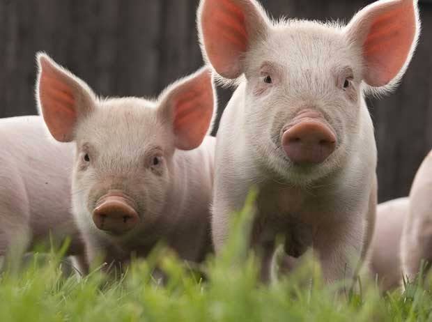 piglets