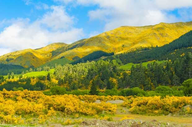 gorse in New Zealand