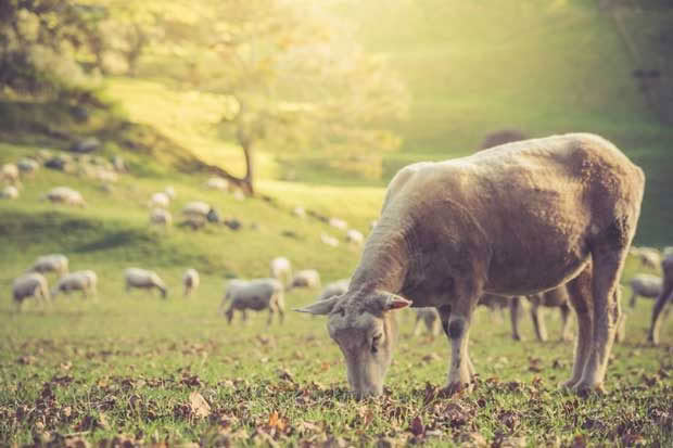 sheep in a field