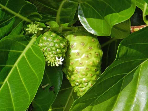 noni