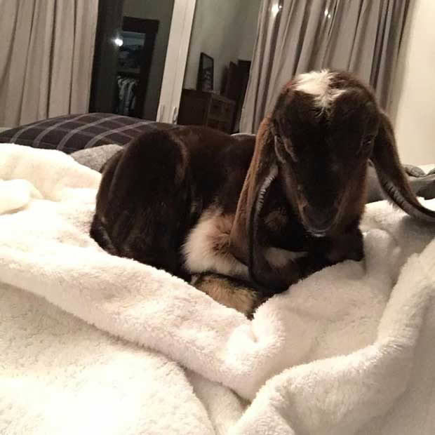 emma-osment-goat-in-bed-1