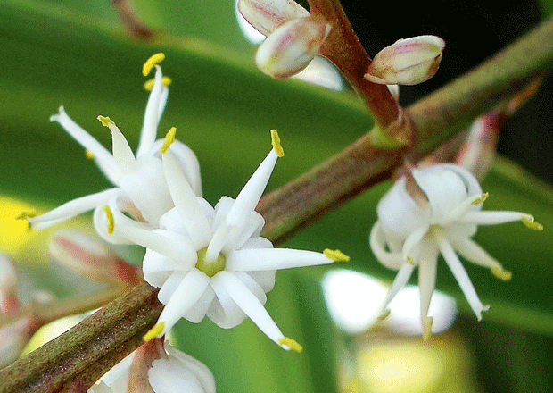 february-in-the-orchard-cordyline_australis-photo-salome-wikimedia-commons