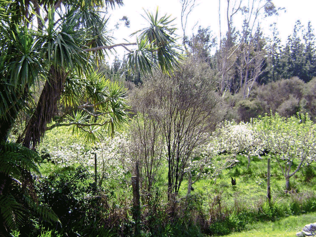 february-in-the-orchard-ti-kouka-015