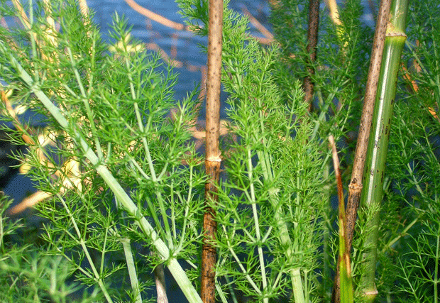 feature-wild-food-fennel-on-riverbank