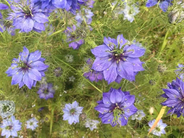 nigella