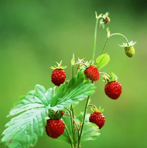 Wild strawberries