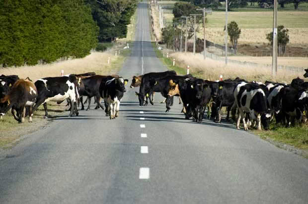 cows crossing