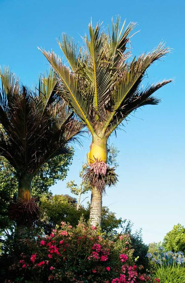 Nikau palm tree