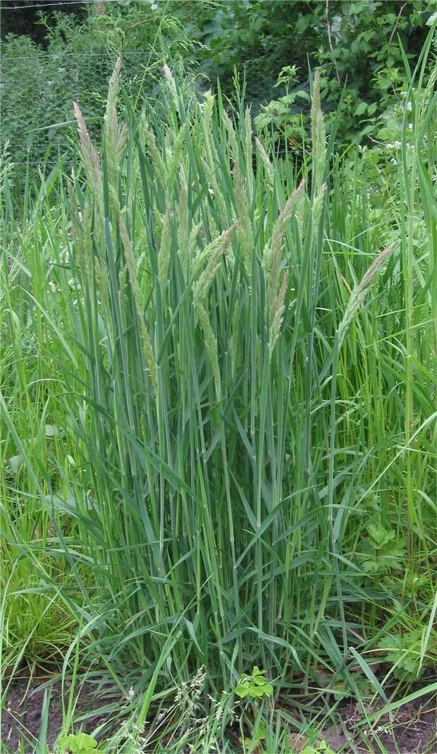 Ryegrass