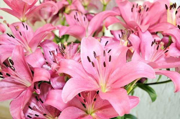 lilies