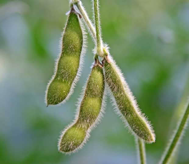 SOY BEANS