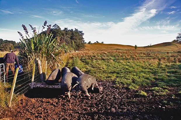 farming in New Zealand