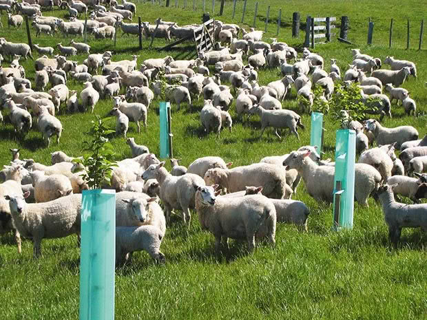 farming in New Zealand