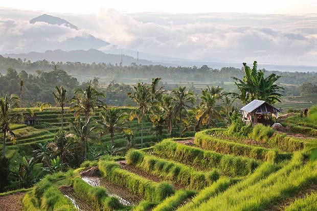 Jatiluwih, where the Subak irrigation system, a manifestation of the ancient Tri Hita Karana philosophy, has gained World Heritage status.