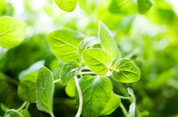 Oregano is known to reduce pathogens and work as an insect repellent. 