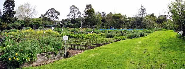 Organic vegetable gardens of Unitech with the food forest in the background.