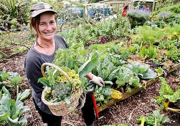 Harvesting veges at Kelmarna Gardens.