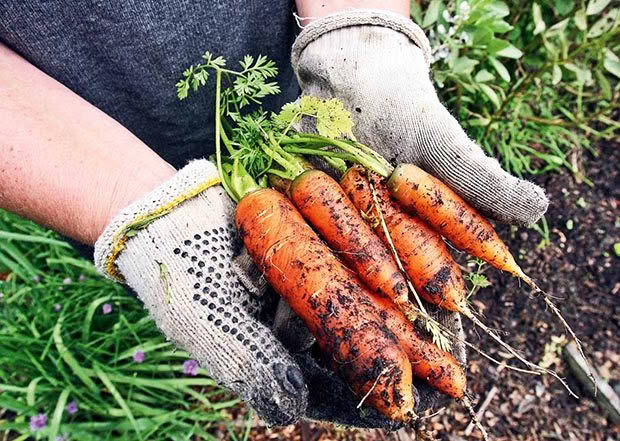 Photo: Jason Oxenham/Auckland Suburbans. Produce from the Kelmarna Community Gardens.