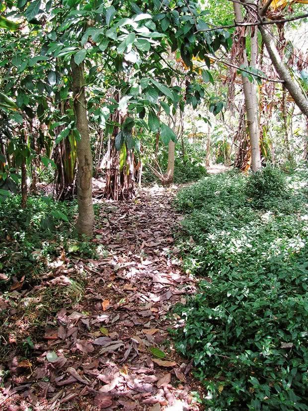 A pathway through the hortecology sanctuary.