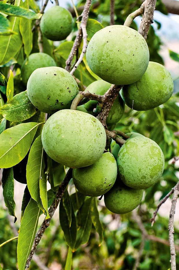 White sapote, a tropical fruit from Mexico that tasted like a mix of vanilla cream and custard.