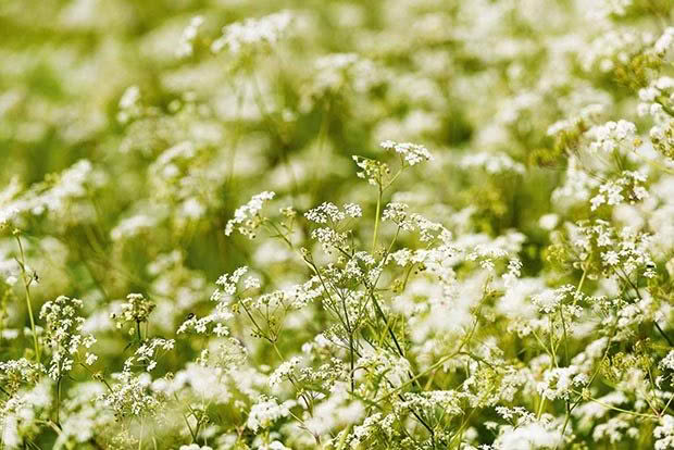 Cow parsley.