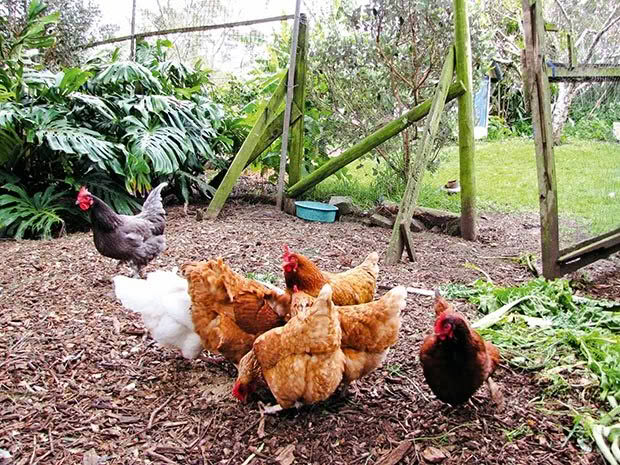 A large chicken run is part of the food forest.