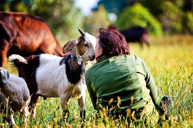 Nine Lives farm