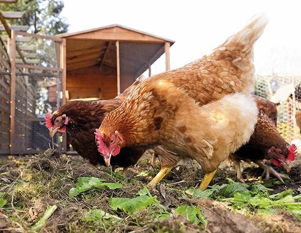 hen