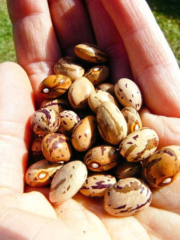 Lesley's bean seeds.