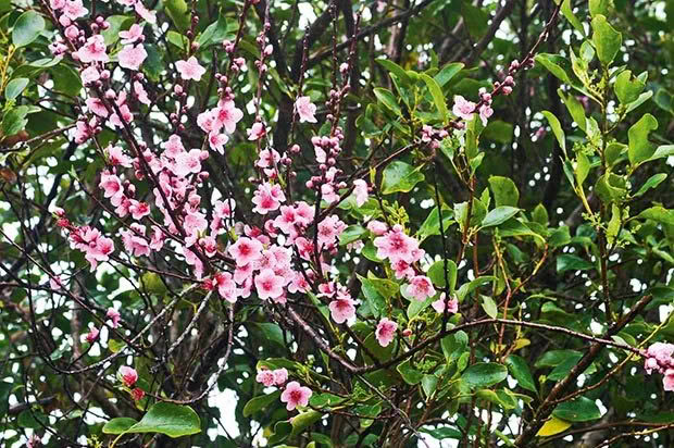 peach blossoms