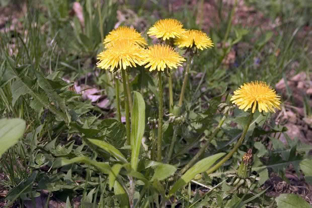 Dandelion