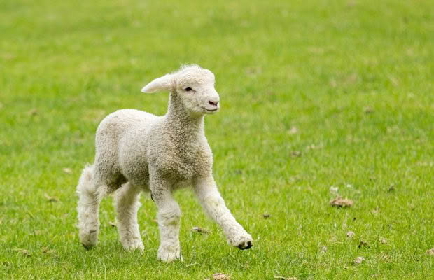 lamb