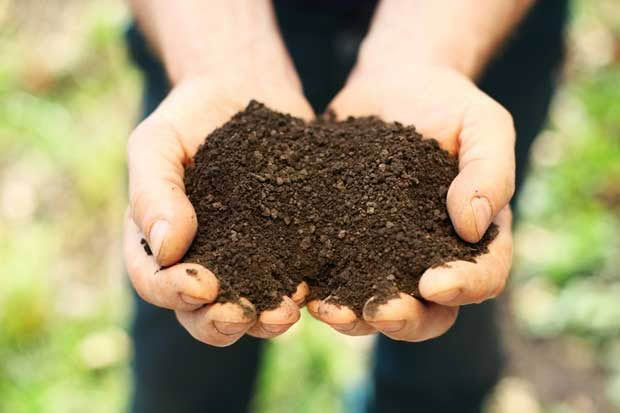 soil biology