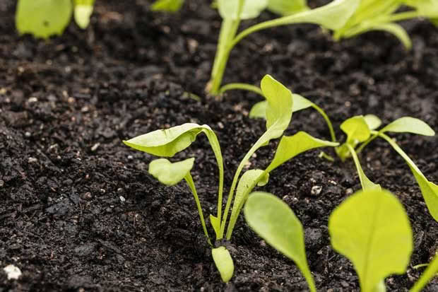 spinach seedling