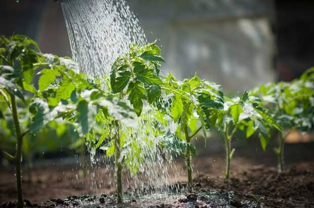 tomatoes growing