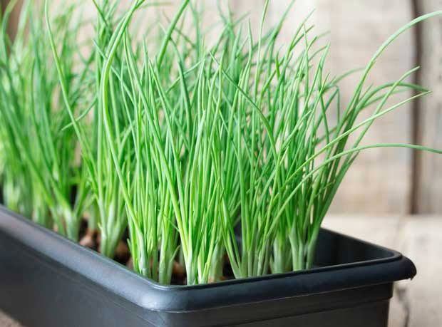 Green onion seedlings