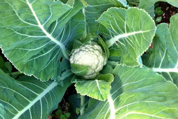 cauliflower growing