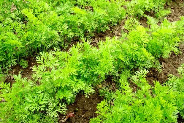 young carrots growing