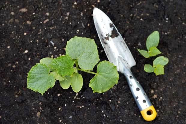 cucumber seedling