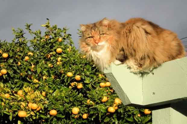 cat on fence