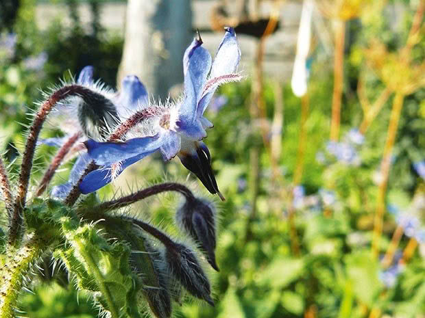 Borage.